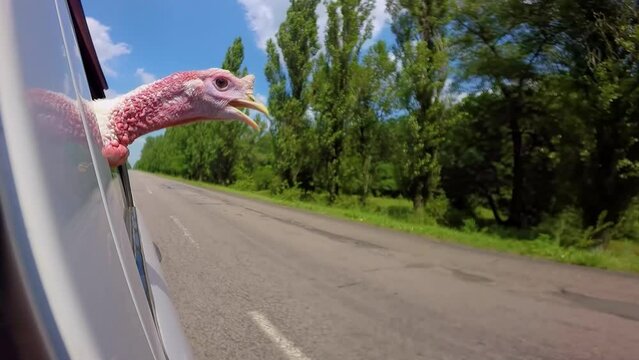 turkey-cock goes in car to a farm looking to the road. Thanksgiving