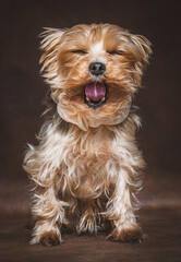 Naklejka na ściany i meble Mini Yorkshire Terrier | Portrait