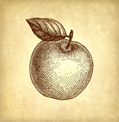 Apple ink sketch.