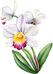 Tropical plant, orchid flower, flora watercolor illustration, botanical painting, hand drawing.