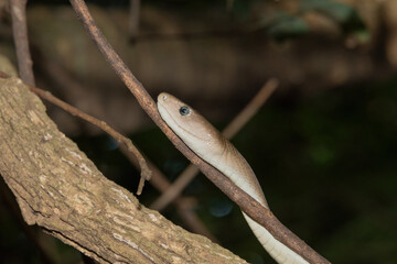 Black mamba (Dendroaspis polylepis)