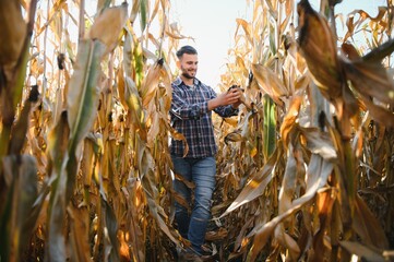 Farmer in field checking on corncobs