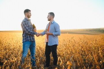 Portrait of two farmers in a field examining soy crop