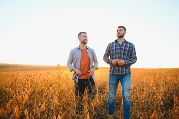 Two farmers standing in a field examining soybean crop before harvesting.