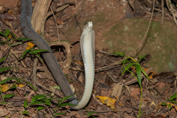 Black mamba (Dendroaspis polylepis)