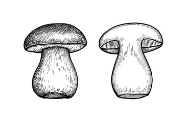 Penny bun mushroom ink sketch.