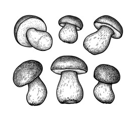 King bolete mushroom ink sketch set.