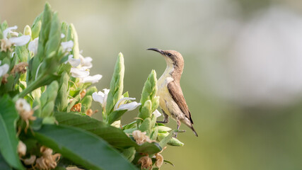 The purple sunbird (Cinnyris asiaticus)
