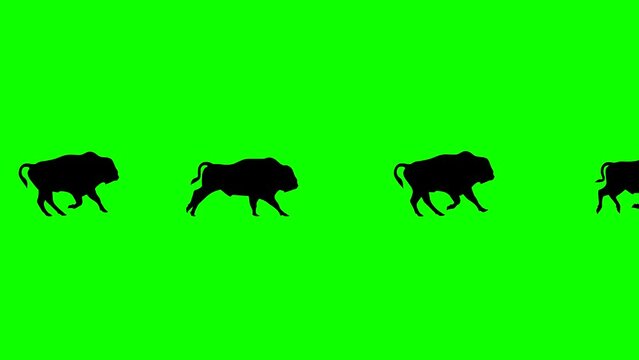 Galloping bisons, animation on the green background (seamless loop)