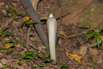 Black mamba (Dendroaspis polylepis)