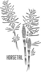 Horsetail stem and sprout vector silhouette. Equiseti arvensis herba medicinal herbal outline. Wild Horsetail plant silhouette for pharmaceuticals and cosmetology. A set of Horsetail outlines.