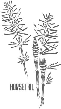 Horsetail stem and sprout vector silhouette. Equiseti arvensis herba medicinal herbal outline. Wild Horsetail plant silhouette for pharmaceuticals and cosmetology. A set of Horsetail outlines.