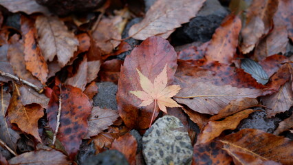 Maple