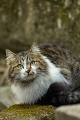 日本　香川県仲多度郡琴平町にある金刀比羅宮の表参道にいた猫