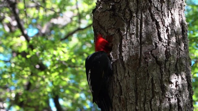 black magellanic wood pecker on a tree in the Mount Fitzroy.