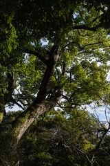 Obraz premium 日本 香川県仲多度郡琴平町にある金刀比羅宮の境内にある木々