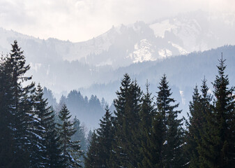 Forested mountain slopes and mountain ranges with snow and low lying valley fog with silhouettes of evergreen conifers shrouded in mist. Snowy winter landscape in Alps, Allgau, Gunzesried, Bavaria. - 578320745