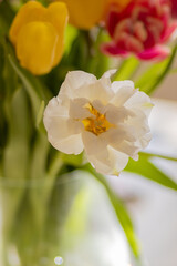 Biały tulipan w bukiecie