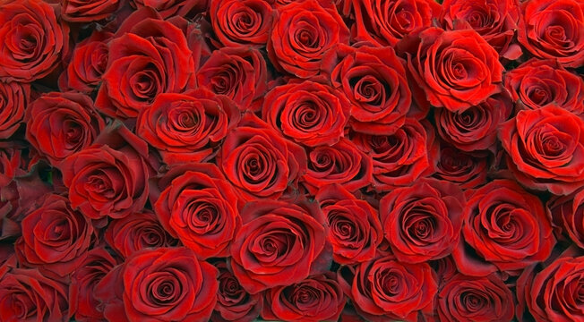 The red roses bouquet festive nature background.
