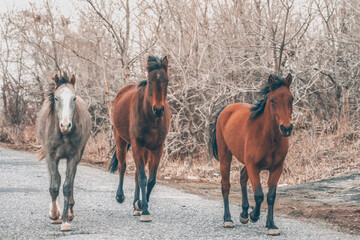 Horses in the wild. Beautiful horses