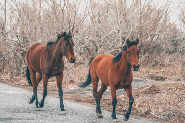 Horses in the wild. Beautiful horses