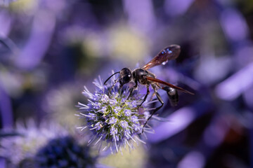 Insect Grass carrying wasp 'Isodontia mexicana'