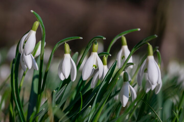 Primroses bloomed in spring. White snowdrop flowers against green bokeh background.