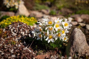 Spring garden, Pulsatilla vulgaris flowers