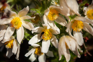 Spring garden, Pulsatilla vulgaris flowers