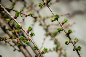 Spring garden, first spring flowers