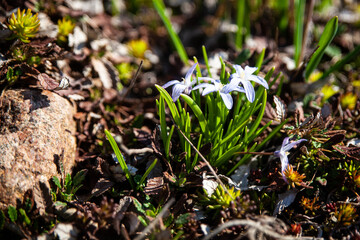 Glory of the snow (scilla forbesii), first spring flowers