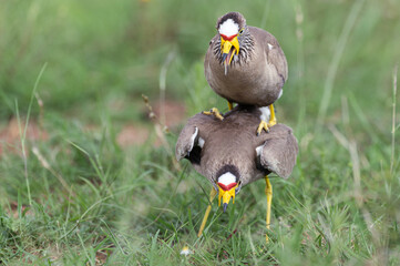 Vanellus senegallus - African Wattled Lapwing - Vanneau du Sénégal - Vanneau caronculé