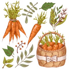 Easter orange Carrot and green Leaf illustration. bunch of carrots, vegetables in the basket. separate and bouquet of different plants and leaves. isolated illustration.
