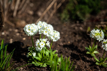 Blooming white Primula Denticulata in the spring garden