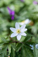 White anemone flower. Spring flower. Flowers in the forest