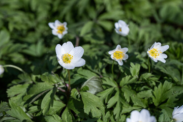 Close up of white flower. White anemone flower. Spring flower. Flowers in the forest