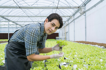 Entrepreneur and organic vegetable farm and healthy food concept. Asian farmers work in vegetables hydroponic farm.