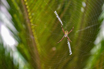 A spider is making nest