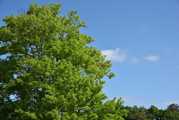 Fototapeta premium Green tree with copy space of sky
