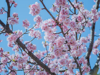Fototapeta premium 河津桜.16