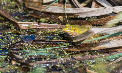 frog in the water