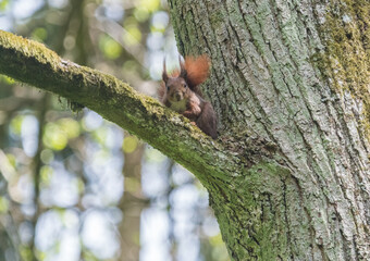 squirrel on a tree