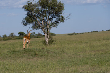 Antelope in the savannah of Africa
