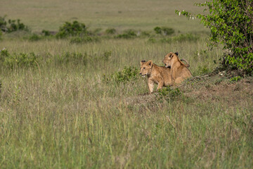  lions couple in the savannah of Kenya