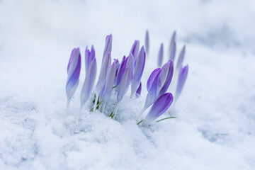 krokusy w śniegu, crocus in snow - 578334345