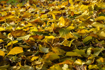 Nature in the Citylife park, Milan