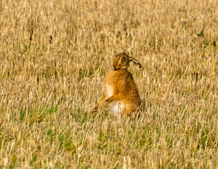 Mad March hares boxing in a field