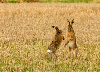 Mad March hares boxing in a field © Sarah