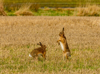 Naklejka na ściany i meble Mad March hares boxing in a field