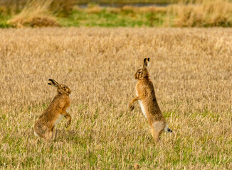 Mad March hares boxing in a field © Sarah